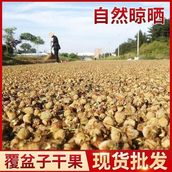 品質 ラズベリー葉 工場