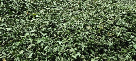 Raspberry Sweet Tea Natural Plant Used for Food, Drink, Beauty and Eaten by Diabetics