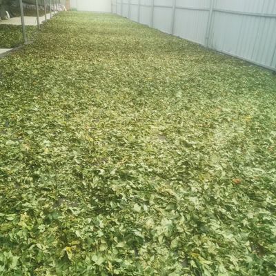 Raspberry leaf tea contains rich protein, crude fat, crude fiber and amino acids, contains vitamins and mineral elements, has a certain health care role