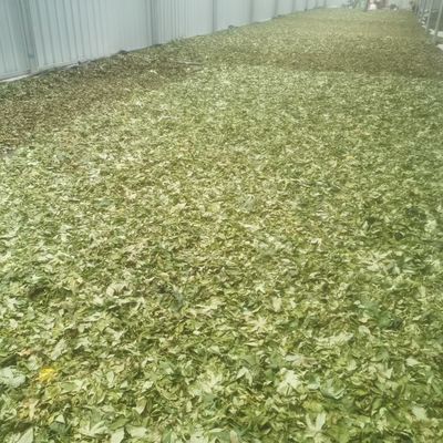 Raspberry Leaf Can Lower Blood Lipid Levels, Blood Sugar Levels, and Delay Aging. It Has No Any Toxic Side Effects