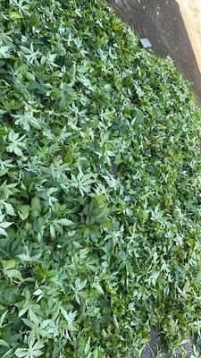 Raspberry Sweet Leaf Non-Toxic High Sweetness and Low Calorie Natural Sweetener Included Flavonoid, Tea Polyphnol and Rubusoside