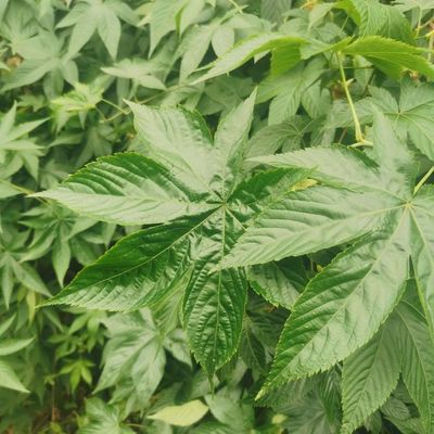 Raspberry Leaf High Sweetness Low Calorie Non-Toxic and No Pesticide Residue Natural Plant Leaf