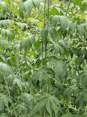 Wholesale blackberry sweet Leaf Tea Healthy Care Chinese Herbal Bulk Tea for Sale