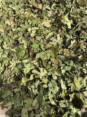 Natural Wild Dried Raspberry Leaf Loose Tea Blended Tea Bag Raw Material Chopped Dried Leaves Herbal Tea for Women