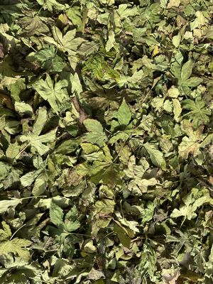 Chinaherbs Organic Raspberry Leaf Tea Traditional Herbal Bagged Supports Healthy Pregnancy Menstrual Womb Hormonal Balance Tea