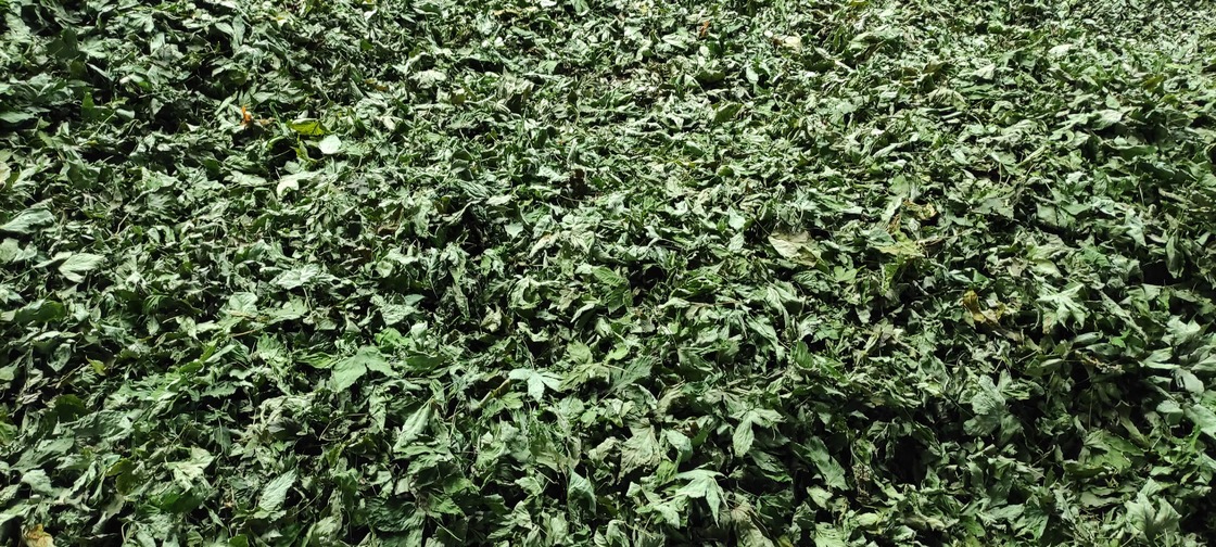 Raspberry Sweet Tea Natural Plant Used for Food, Drink, Beauty and Eaten by Diabetics