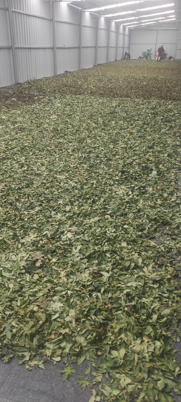 Raspberry Sweet Tea Natural Plant Used for Food, Drink, Beauty and Eaten by Diabetics