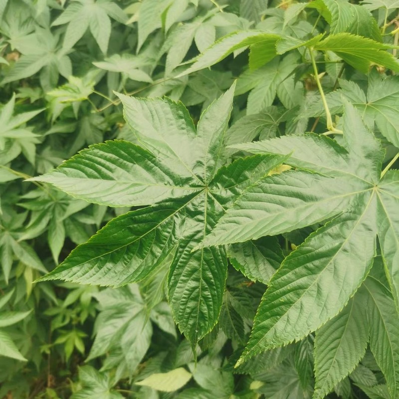 100% Natural Herbs Medicinal Plants Dried Raspberry Leaf Tea 