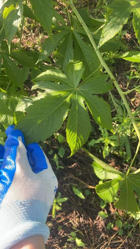 Natural Sweet Tea Dried Raspberry Leaves Fu Peng Zi Ye Wholesale Chinese Herbal Tea for Healthy