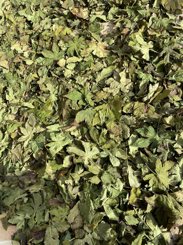 Natural Wild Dried Raspberry Leaf Loose Tea Blended Tea Bag Raw Material Chopped Dried Leaves Herbal Tea for Women